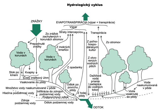 Hydrologický cyklu lesa